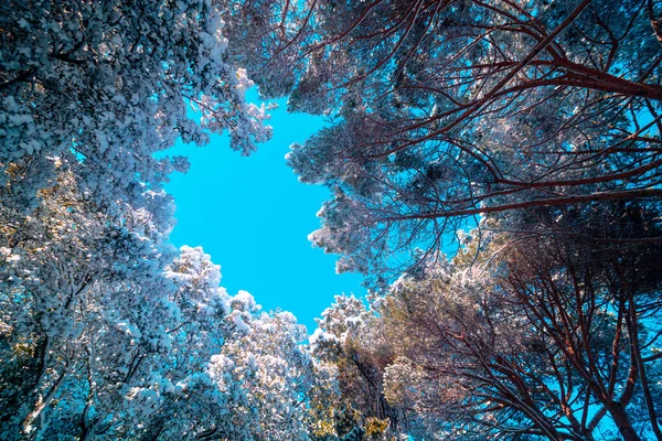 Árboles nevados desde abajo. Fondo de invierno foto. — Foto de Stock