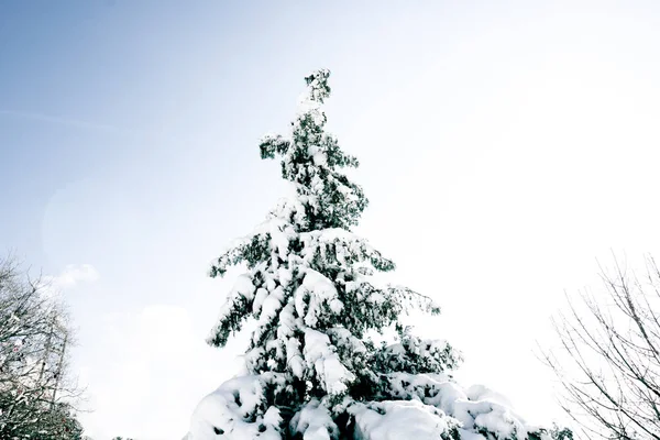 Śnieżna Sosna Zimowe Zdjęcie Tle Ośnieżone Drzewa Snowy Drzew Białym — Zdjęcie stockowe