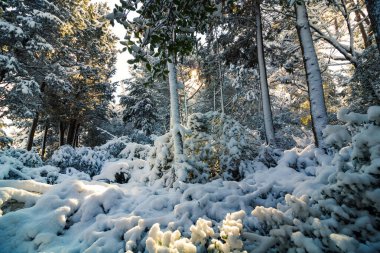 Karlı ağaçlar ve güneş ışığı. Kış fotoğrafı. Orman ve kış. Güzel karlı bir arka plan. Kış sahnesi.