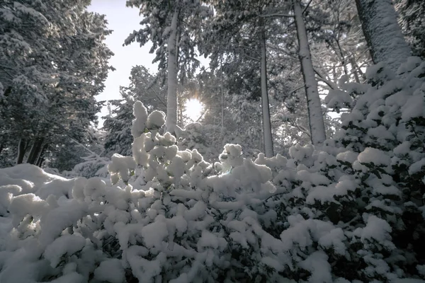 Karlı Ağaçlar Güneş Işığı Kış Fotoğrafı Orman Kış Güzel Karlı — Stok fotoğraf