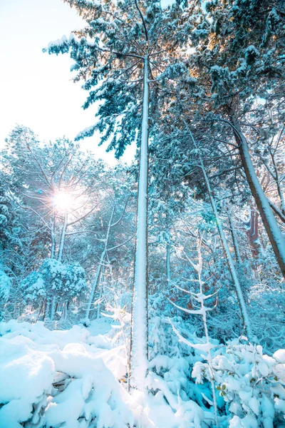 Karlı Ağaçlar Güneş Işığı Kış Fotoğrafı Orman Kış Güzel Karlı — Stok fotoğraf