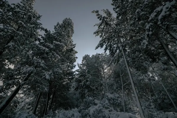 Pins Enneigés Bas Dans Forêt Photo Fond Hiver Arbres Enneigés — Photo