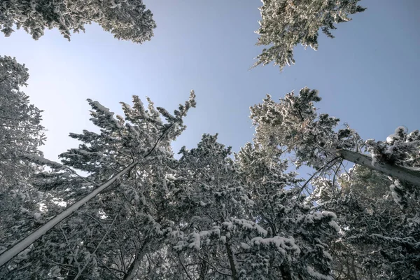 Boomachtige Pijnbomen Van Onderen Het Bos Winterachtergrond Foto Snowy Bomen — Stockfoto