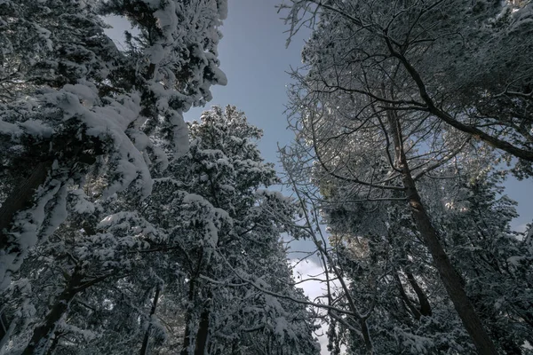 Pins Enneigés Bas Dans Forêt Photo Fond Hiver Arbres Enneigés — Photo