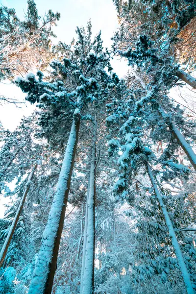 Pins Enneigés Bas Dans Forêt Photo Fond Hiver Arbres Enneigés — Photo