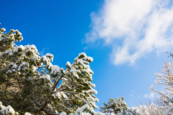 Aşağıdan Parçalı Bulutlu Gökyüzü Olan Karlı Ağaçlar Kış Fotoğrafı Ormanda — Stok fotoğraf