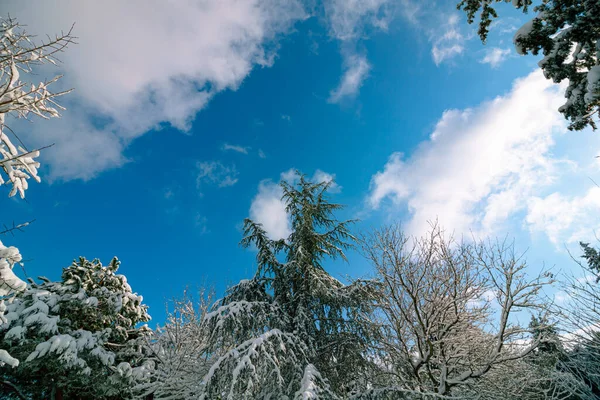 Havas Fák Részben Felhős Égbolttal Alulról Téli Háttér Fotó Hófákkal — Stock Fotó