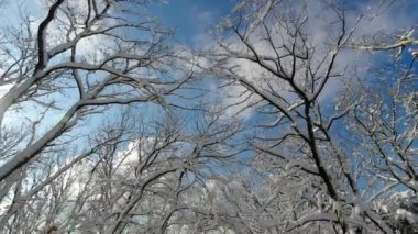 Ormanda karlı ağaçlar