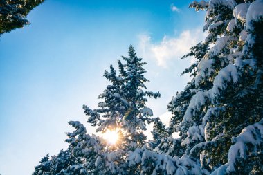 Karlı çam ağaçları ve berrak gökyüzü ile güneş ışığı. Kış fotoğrafı. Karlı orman. Kışın orman arkaplanı.