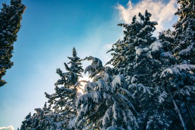 Karlı çam ağaçları ve berrak gökyüzü ile güneş ışığı. Kış fotoğrafı. Karlı orman. Kışın orman arkaplanı.