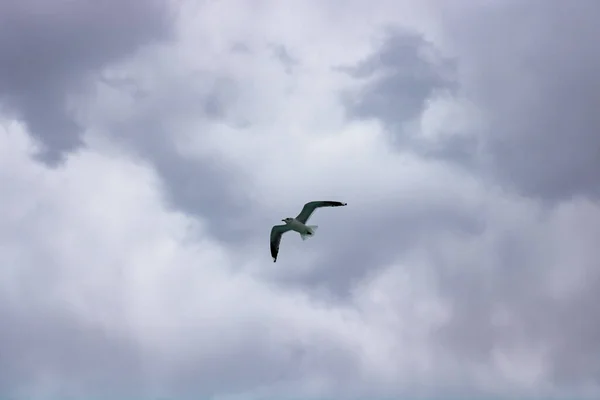 Seagulls flying on the cloudy sky. Freedom background photo. Seagulls background. Animals in nature.