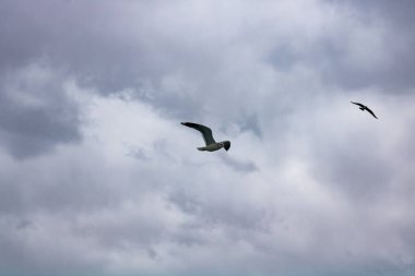 Bulutlu gökyüzünde uçan martılar. Özgürlük fotoğrafı. Martılar arka planda. Doğadaki hayvanlar..