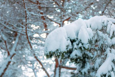 Ormanda karlı ağaç dalları var. Kış fotoğrafı. Kış teması. Karla kaplı ağaçlar. 