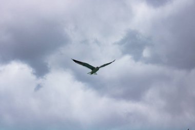 Bulutlu gökyüzünde uçan martılar