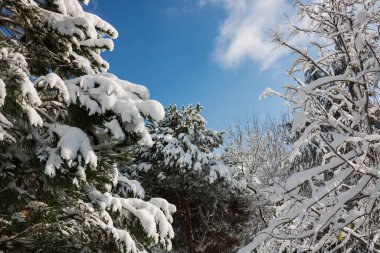 Ormanda karlı çam ağaçları. Kış fotoğrafı. Çam ağaçları karla kaplı. Karlı kozalaklı ağaçlar.