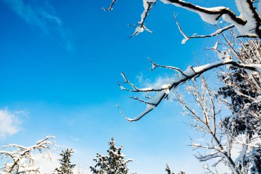 Ormanda karlı ağaç dalları var. Kış fotoğrafı. Kış teması. Karla kaplı ağaçlar. 