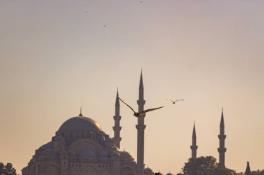 Süleyman Camii ve Martı. İstanbul arka plan fotoğrafı. İstanbul 'un simgeleri. Ramazan, kandil ve iftar arkaplan fotoğrafı. İstanbul 'daki camiler.