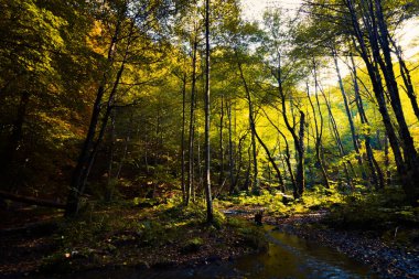Sonbaharda ormanın manzarası. Sonbahar arkaplan fotoğrafı. Gün batımında orman ve güneş ışığı. Sonbahar arkaplanı. 