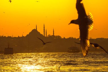 Süleyman Camii ve Martı 'nın silueti. Ramazan, iftar, kandil, kadir gecesi (laylat al-qadr), İslami yeni yıl, Kurban Bayramı arkaplan fotoğrafı.