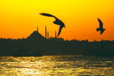 Süleyman Camii ve Martı 'nın silueti. Ramazan, iftar, kandil, kadir gecesi (laylat al-qadr), İslami yeni yıl, Kurban Bayramı arkaplan fotoğrafı.