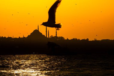 Süleyman Camii ve Martı 'nın silueti. Ramazan, kandil ve iftar arkaplan fotoğrafı. İstanbul mazoşistleri. İslami duvar kağıdı.
