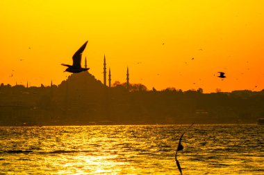 Süleyman Camii ve Martı 'nın Silueti