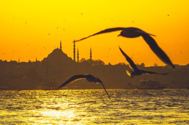 Süleyman Camii ve Martı 'nın Silueti