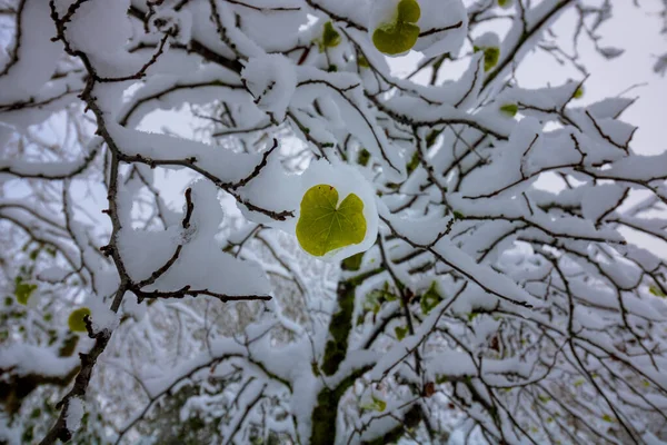 Feuille Forme Coeur Recouverte Neige Sur Arbre Évidence Thème Amour — Photo