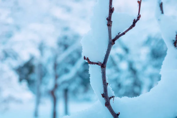 Ramas Cubiertas Nieve Foco Foto Fondo Invierno Nieve Invierno Bosque — Foto de Stock