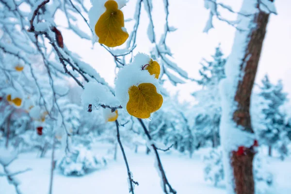 Sněhem Pokryté Listy Větvích Sněžné Stromy Lese Zimní Fotografie Pozadí — Stock fotografie