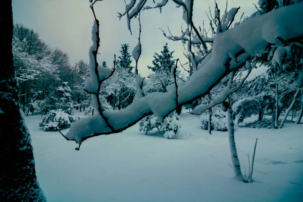Сніг Вкривав Гілки Фокусі Зимовий Фон Фотографії Сніг Зима Ліс — стокове фото