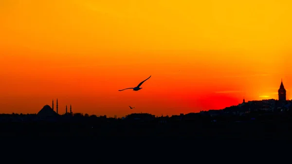 Gün batımında Süleyman Camii ve Martılar 'ın silueti. Ramazan, kandil ve iftar arkaplan fotoğrafı. Ramazan Kareem. İstanbul arka plan fotoğrafı.