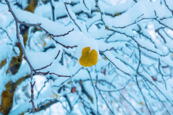 Sněhem Pokrytý List Tvaru Srdce Stromě Ohnisku Miluju Téma Valentýn — Stock fotografie