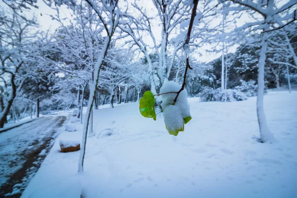 Hojas Cubiertas Nieve Las Ramas Árboles Nevados Bosque Fondo Invierno — Foto de Stock