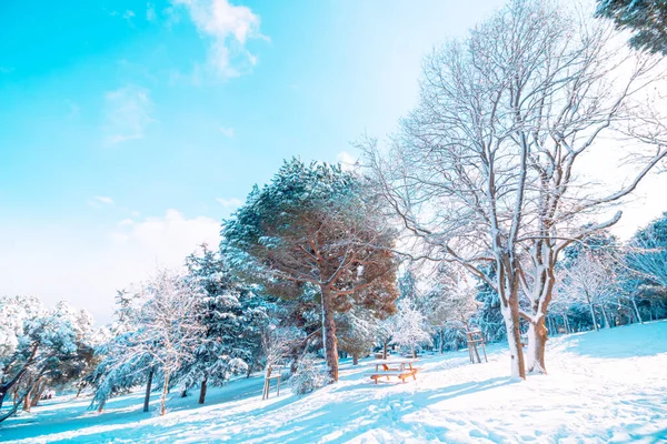 Arbre Couvert Neige Dans Forêt Hiver Paysage Forêt Hiver Avec — Photo