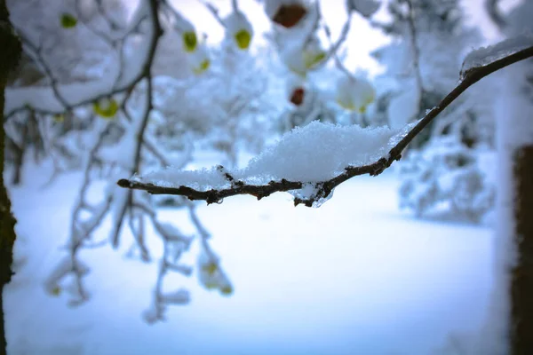 雪把树枝覆盖在焦点上 冬季背景照片 降雪和冬天 冬天的森林雪地背景照片 — 图库照片