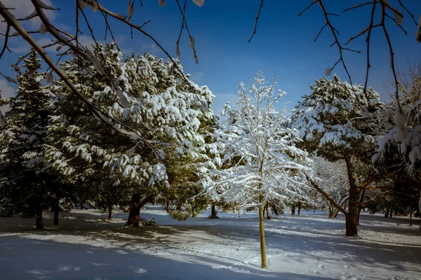 Árbol Cubierto Nieve Bosque Invierno Paisaje Del Bosque Invierno Con — Foto de Stock