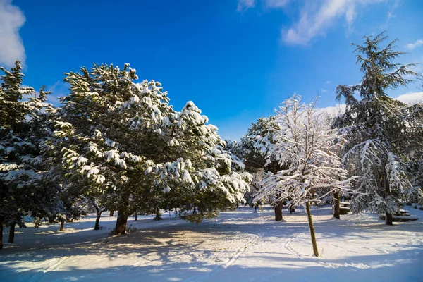 Kışın Ormanda Karla Kaplı Ağaç Parçalı Bulutlu Gökyüzü Ile Kışın — Stok fotoğraf