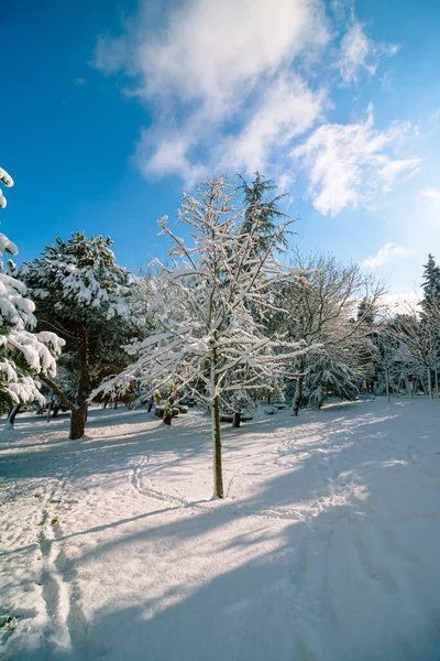 Kışın Ormanda Karla Kaplı Ağaç Parçalı Bulutlu Gökyüzü Ile Kışın — Stok fotoğraf