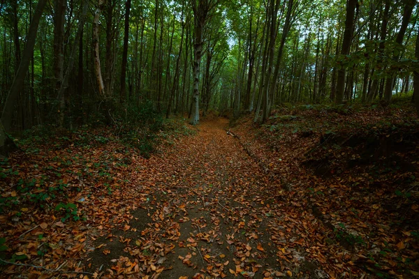 秋の紅葉に覆われた森の中の道 秋の森の風景です どこにも行かない 孤独の背景写真 — ストック写真