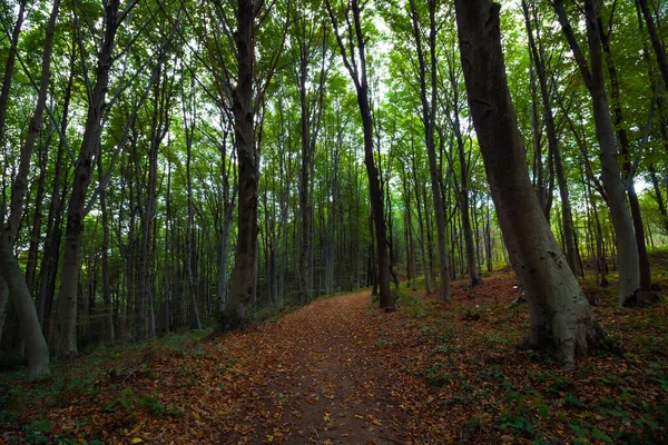 Stezka Lese Pokrytá Spadlým Listím Podzim Krajina Lesa Podzim Nikam — Stock fotografie