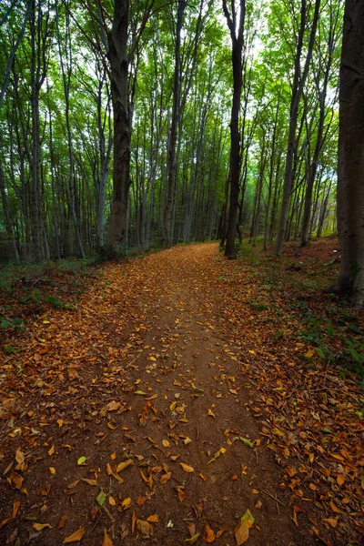 秋の紅葉に覆われた森の中の道 秋の森の風景です どこにも行かない 孤独物語の背景写真 — ストック写真