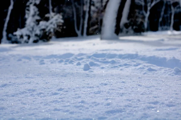 Snow covered forest ground at winter. Snowy background. Winter theme. Illuminated grounds at winter.