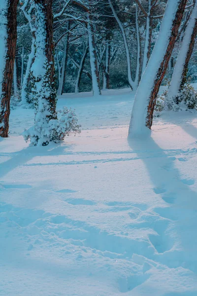 Sol Forestier Couvert Neige Hiver Fond Neigeux Thème Hiver Terrains — Photo