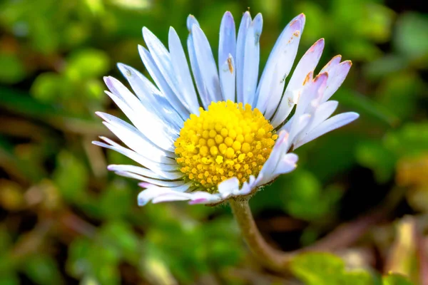 Bellis Prennis Una Especie Margarita Foco Macrofoto Una Margarita Primavera —  Fotos de Stock