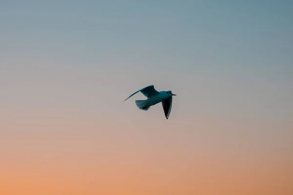 Mouette Volante Sur Ciel Dégagé Coucher Soleil Thème Liberté — Photo