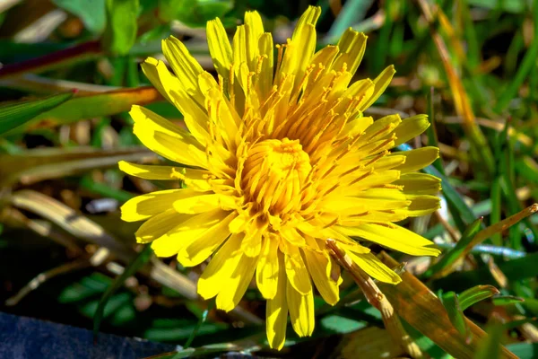 Taraxacum Officinale Alias Diente León Foco Macrofoto Diente León Flor —  Fotos de Stock