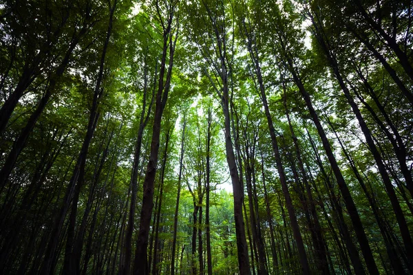 Paesaggio Della Foresta Autunno Alberi Lunghi Dal Basso Foto Sfondo — Foto Stock