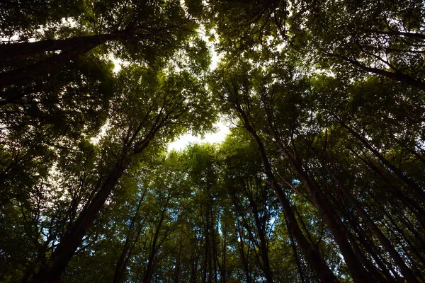 Деревья Снизу Лесу Осенью Пейзаж Леса Фотография Леса — стоковое фото