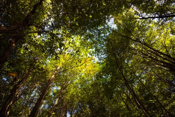 Trees Forest Autumn Landscape Forest Forest Background Photo — Stock Photo, Image